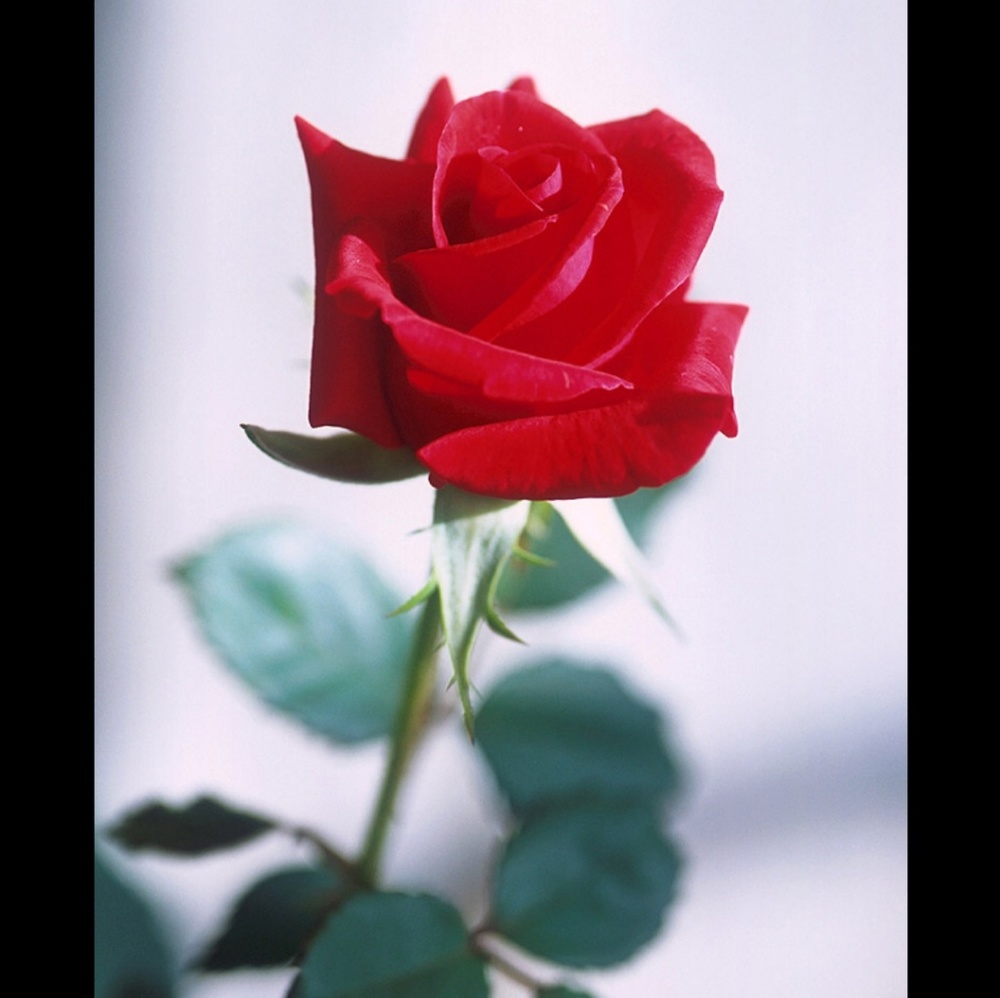 Meet your Posher, Paige